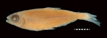 Media type: image; Ichthyology 20862   Description: Photograph of preserved specimen;